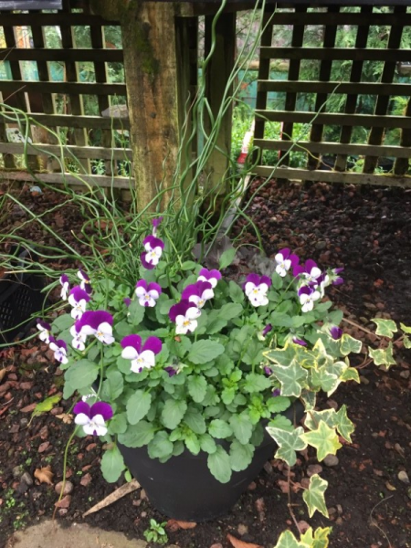 Bedding plants near Prudhoe - Tyne Valley garden centre 