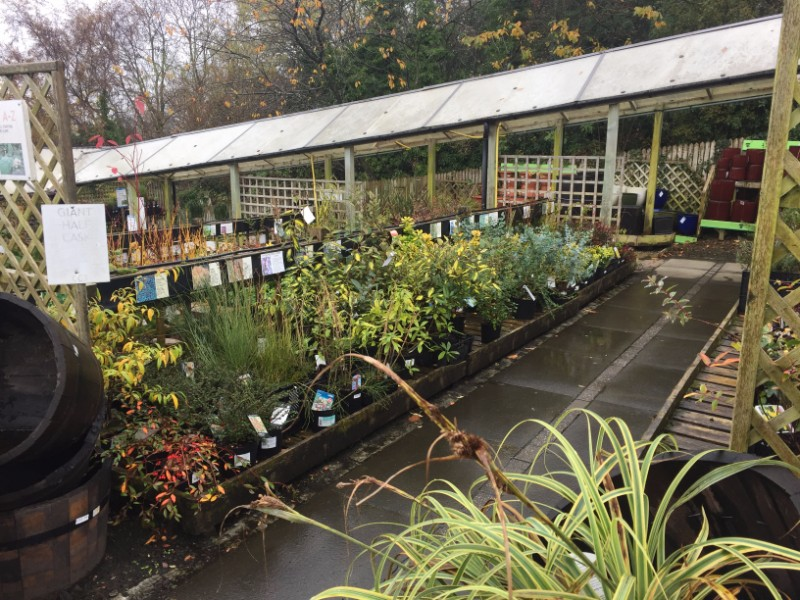 Buy Plants near Prudhoe