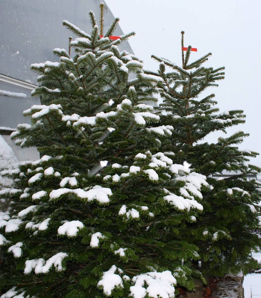 Christmas Trees in Newcastle 