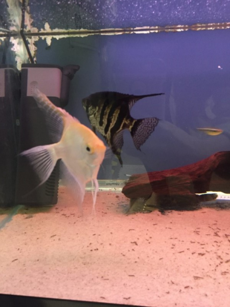 exotic fish shop near me