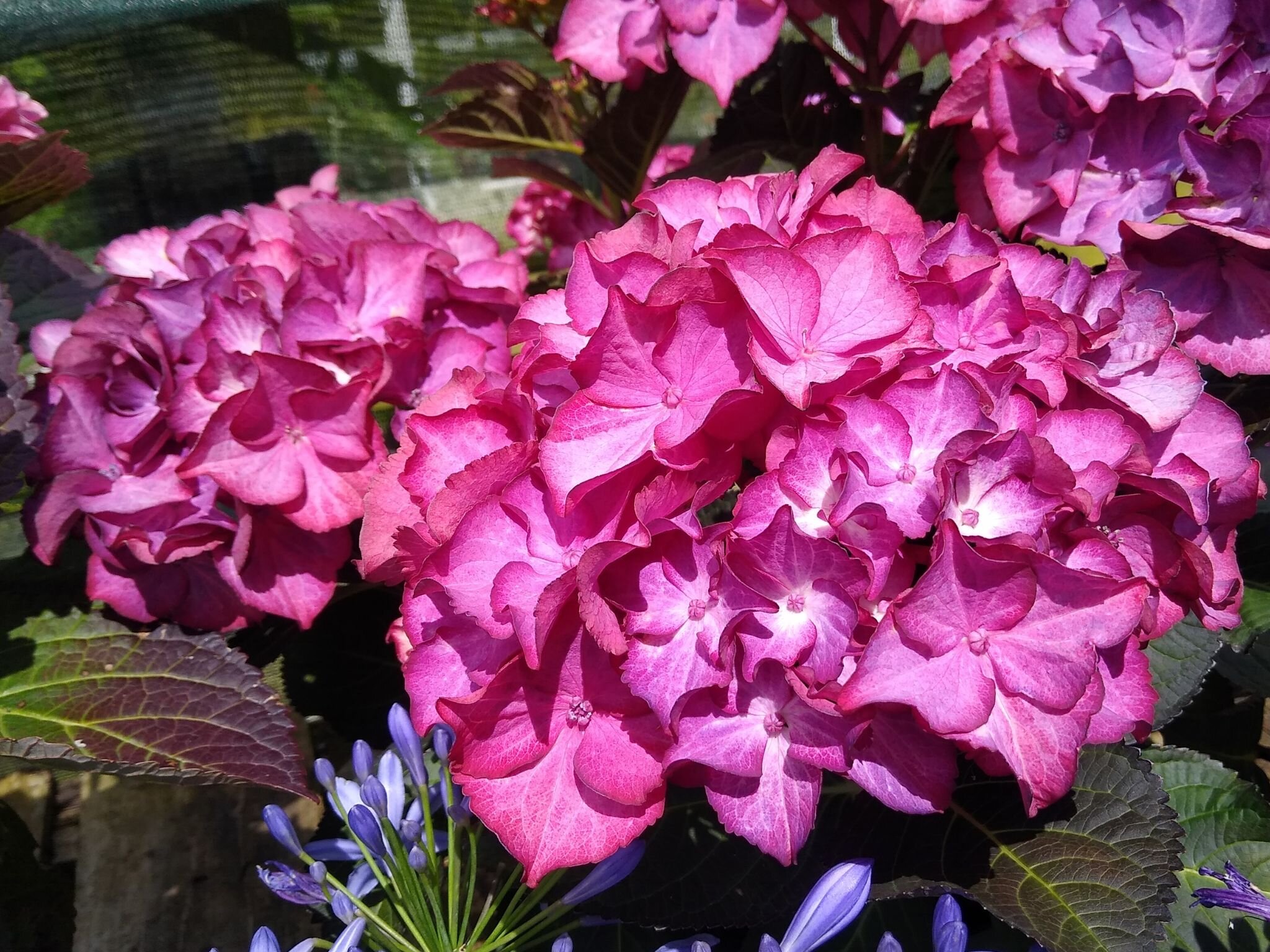Hydrangeas Hydrangeas