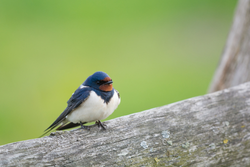 Wild Bird Care near Stocksfield