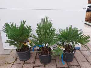 Chamaerops Humilis Fan Palm 30cm