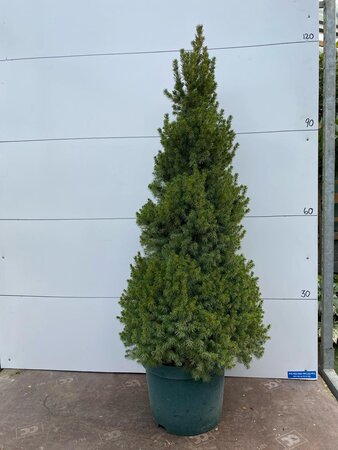 Picea Albertiana Conica
