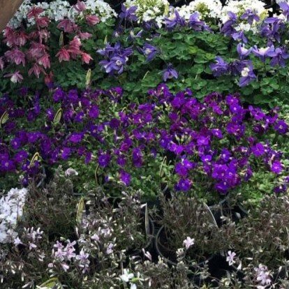 Alpines & Rock Plants