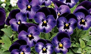 Bedding Plants & Bulbs