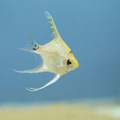 Caring For Your Fish After Purchase Caring For Your Fish After Purchase