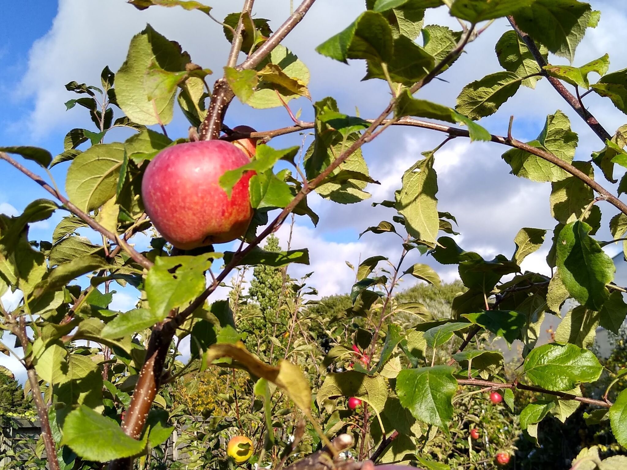 Fruit Trees & Bushes