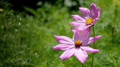 Annual cutting gardens