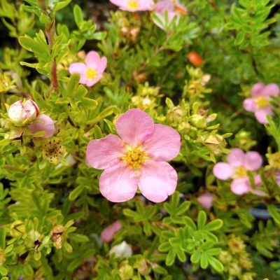 How To Plant A Shrub How To Plant A Shrub