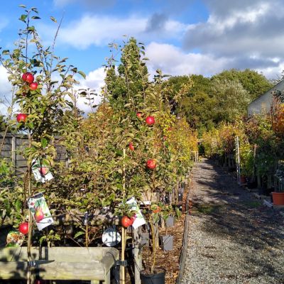 How To Plant A Tree How To Plant A Tree