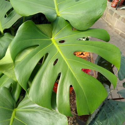 Swiss Cheese Plants Swiss Cheese Plants