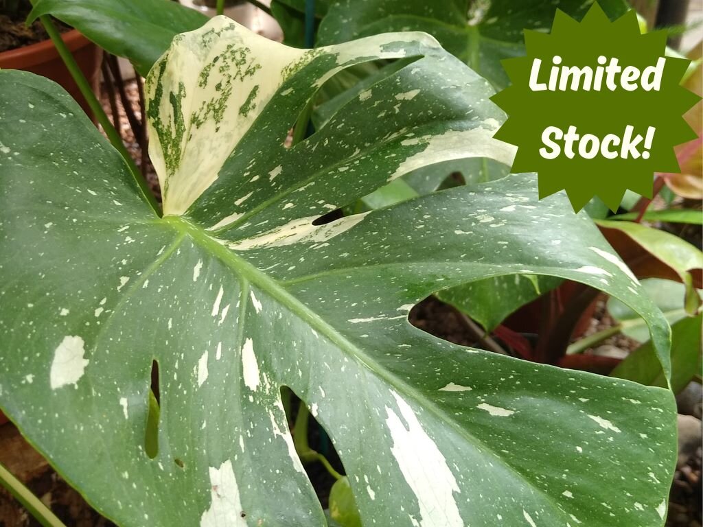 Thai Constellation Monstera