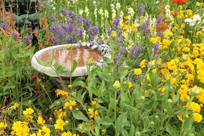 15 garden tips for August