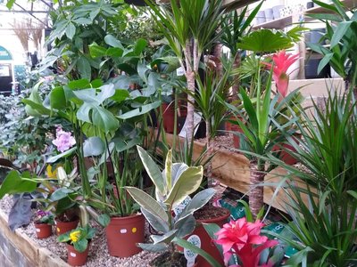 4 Houseplant trends for 2023