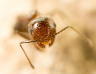 A new breed of ‘super-ant’ is taking over UK gardens