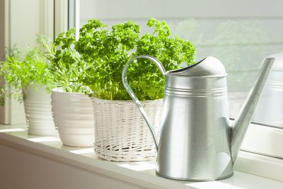 Best plants for a window kitchen garden