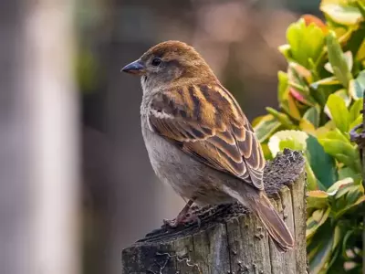 Design a bird-friendly garden