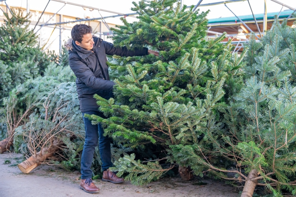 How to choose the right Christmas tree Tyne Valley Garden Centre