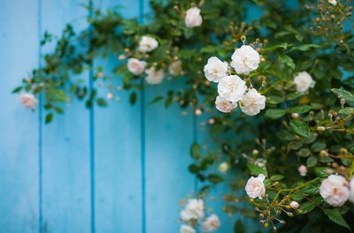 How to prune roses