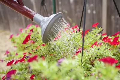 How to water hanging baskets