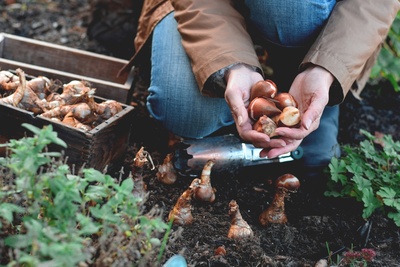 It's time to plant spring bulbs!