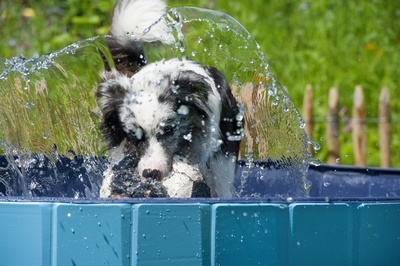 Keeping animals cool in heat
