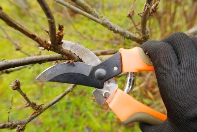 Pruning trees and shrubs in winter