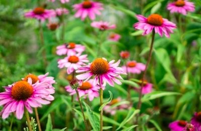 RHS Hampton Court Palace Garden Festival 2019