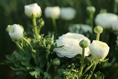 Spring-flowering garden plants