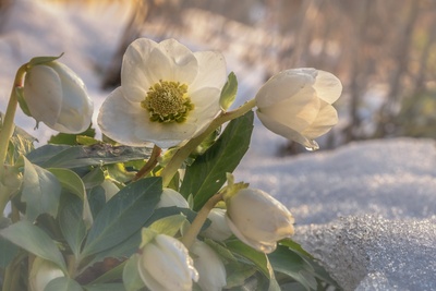 The delights of gardening in winter