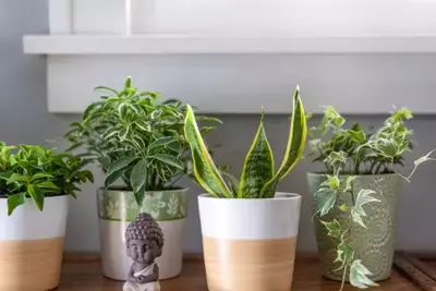 Top 5 houseplants that clean the air