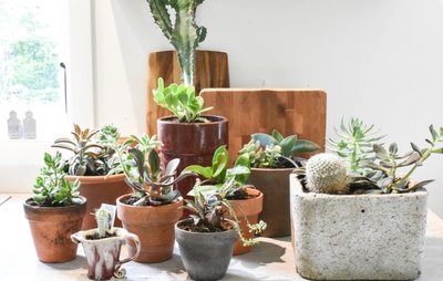 Top houseplant care tips