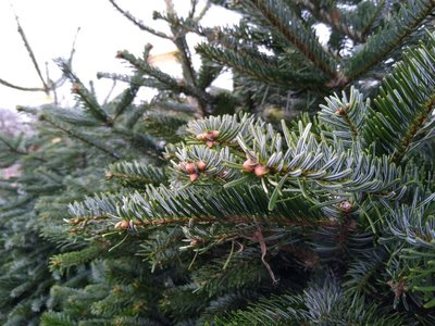 What to do with your real Christmas tree after Christmas?