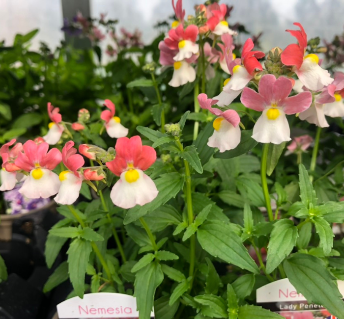 Summer Basket Plants