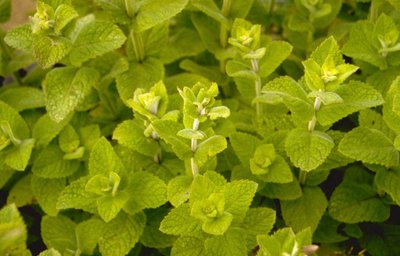 Herbs for containers