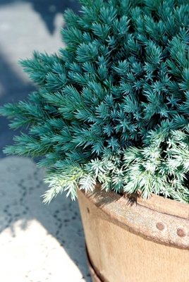 Conifers for small gardens