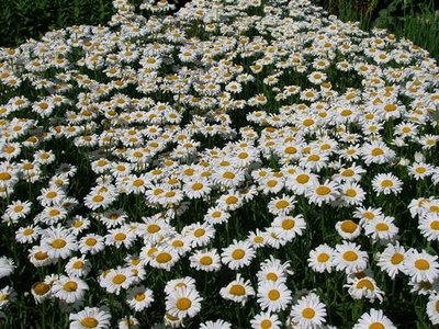 Sowing annuals