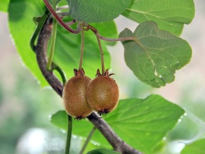 Edible climbers