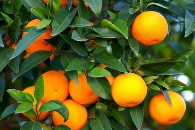 Container fruit