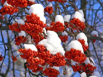 Best winter shrubs