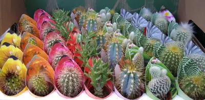 Colourful cacti