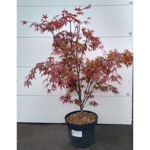 Acer 10l Atropurpureum