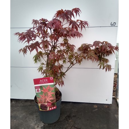 Acer 40cm Atropurpureum