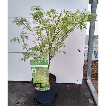 Acer 40cm Butterfly