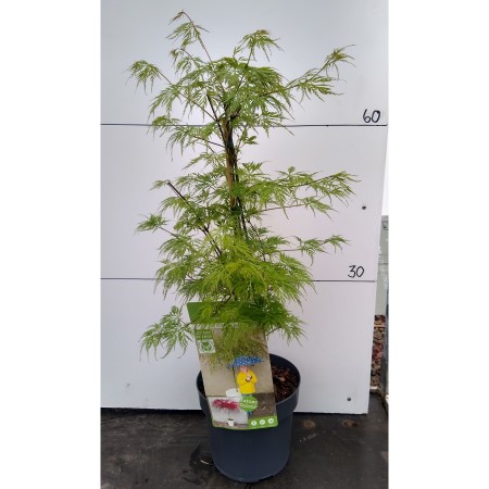 Acer 40cm Emerald Lace