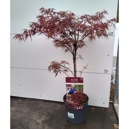 Acer 40cm Garnet