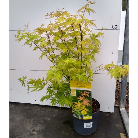 Acer 40cm Orange Dream