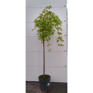 Acer 90cm Cascade Emerald