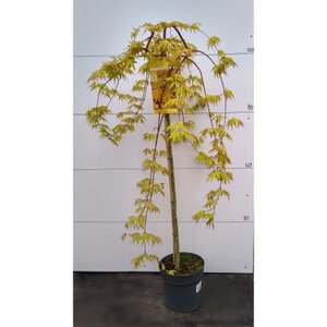 Acer 90cm Cascade Gold - image 1